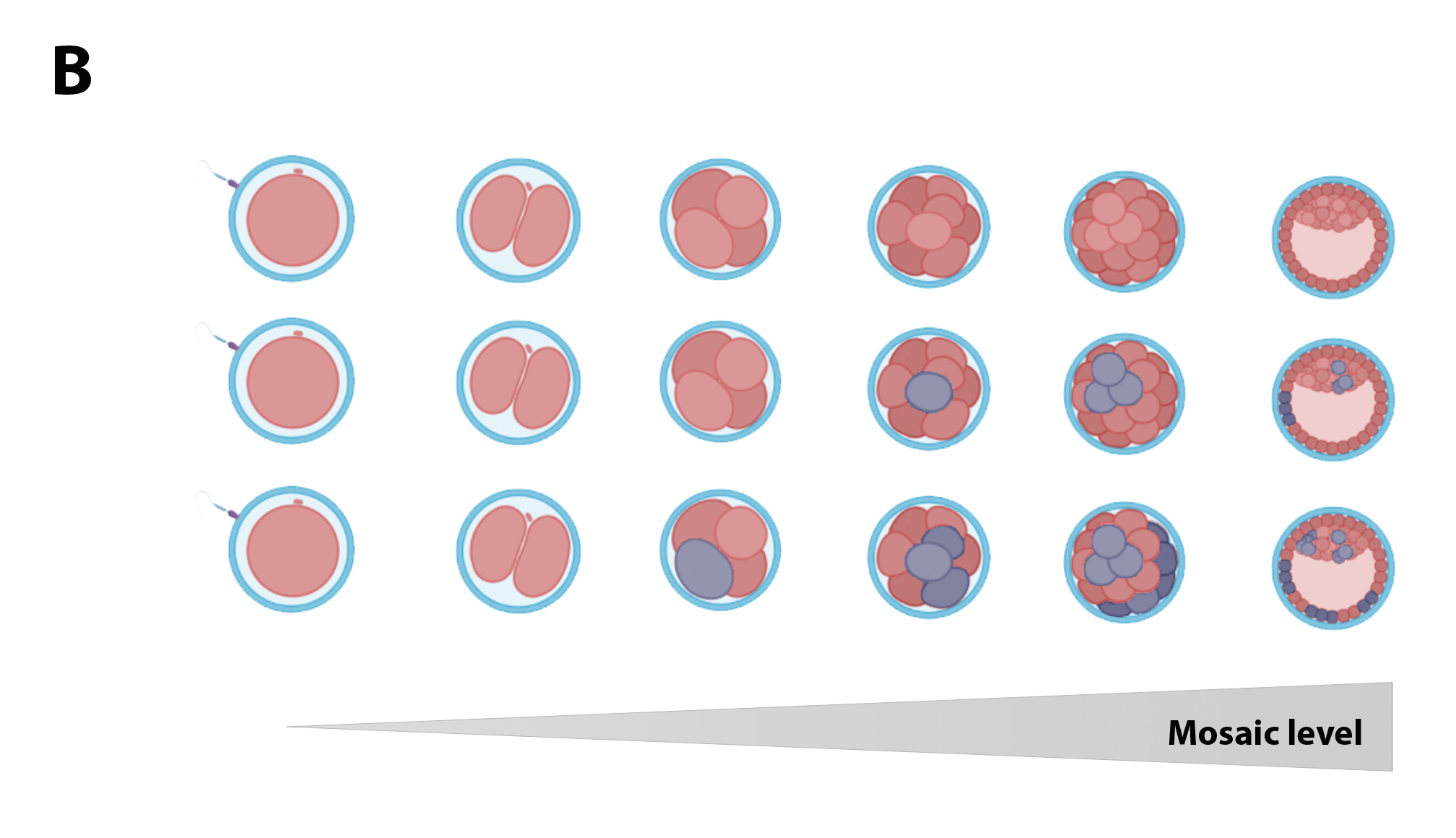 Figure 1b