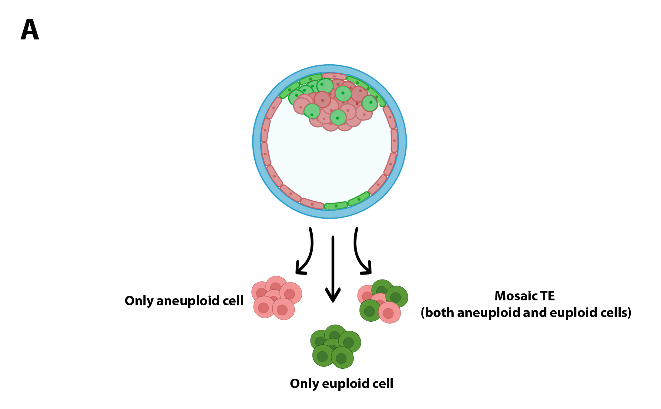 Figure 2a