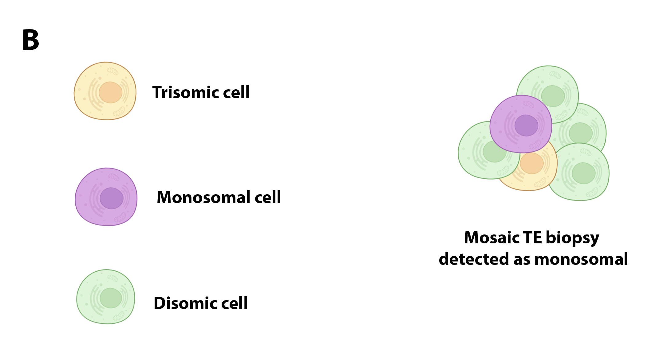 Figure 2b